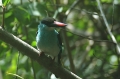 Blue-breasted Kingfisher